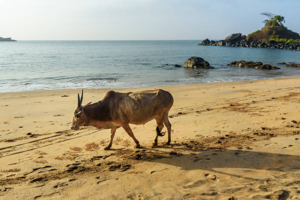 istock Cow on Om beach in Gokarna. India 1202002004