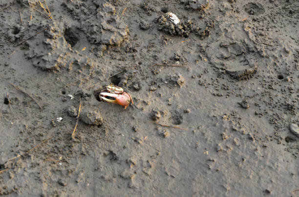 istock Fiddler crab in Gaomei wetlands. 1202004365