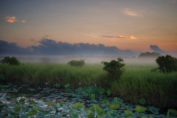 lever de soleil au-dessus de la fleur de lotus sur une plaine inondable. - kakadu photos et images de collection