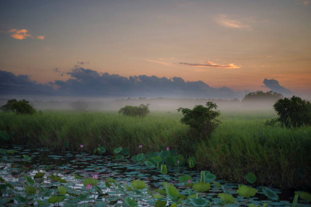 nascer do sol sobre flor de lótus em uma planície inundada. - marsh swamp plant water lily - fotografias e filmes do acervo