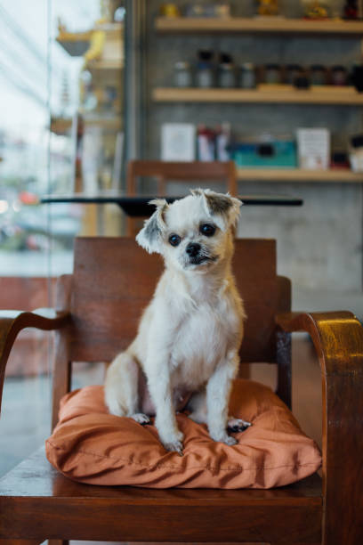 istock Dog so cute mixed breed in cafe looking something 1202005326