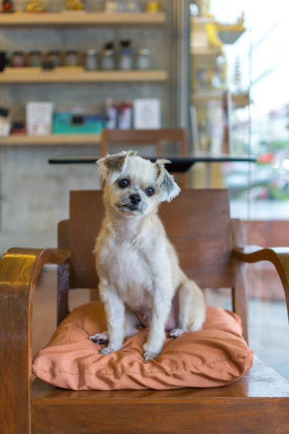istock Dog so cute mixed breed in cafe looking something 1202005351
