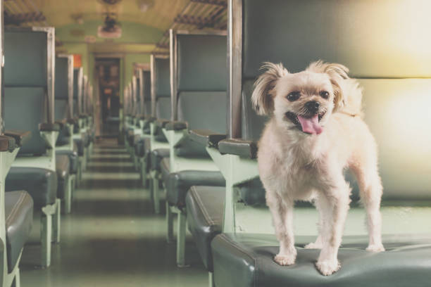 istock Dog so cute inside a railway train wait for travel 1202005567