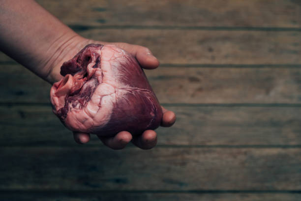 heart (pig heart) in hand for cardiology concept - anatomy blood animal vein human artery imagens e fotografias de stock