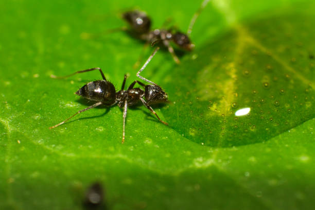 istock Group of ants drinking from a sugar water drop 1202005783