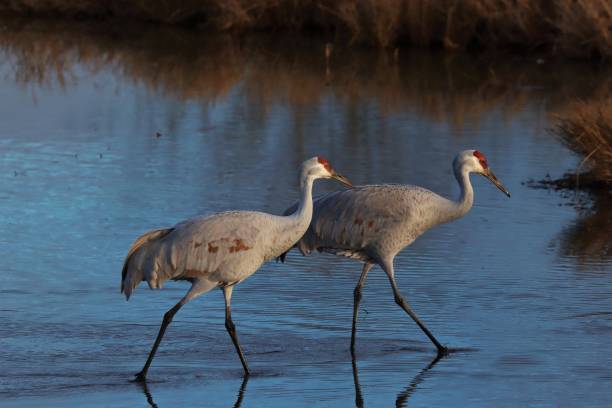 istock Couple of Cranes 1202006368