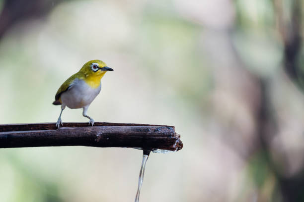 istock Bird (Swinhoe