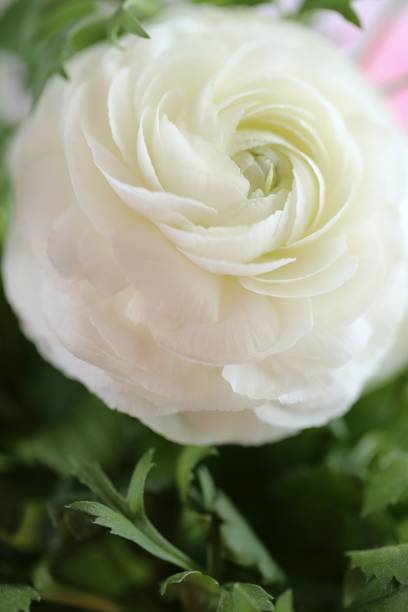 istock Spring flowers. White Ranunculus flower on a blurry background with bokeh. White ranunculus. Spring floral gentle background. 1202007015