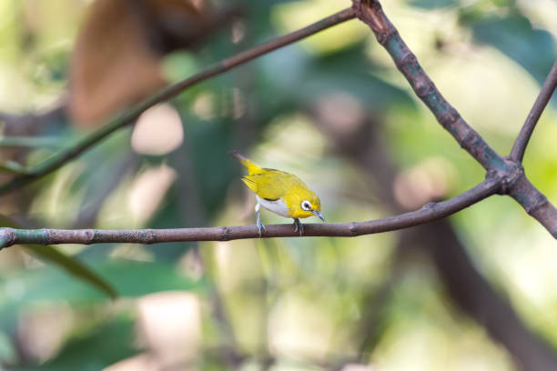 istock Bird (Swinhoe