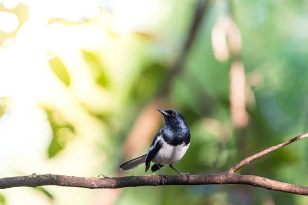istock Bird (Oriental magpie-robin) in a nature wild 1202007214