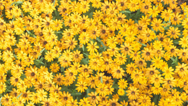istock Top view yellow flower on background 1202007898