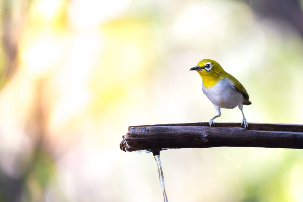 istock Bird (Swinhoe