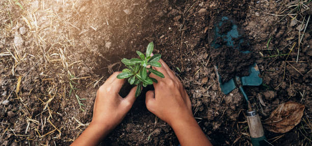 庭に木を植える。概念は世界の緑の地球を救う - seedling tree plant green ストックフォトと画像