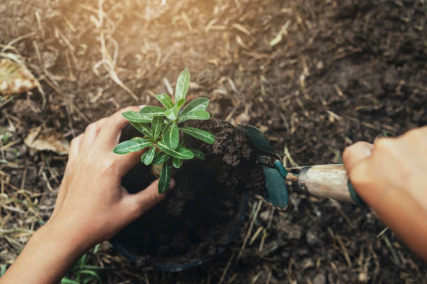 istock hand planting tree in soil with sunset at garden 1202013326