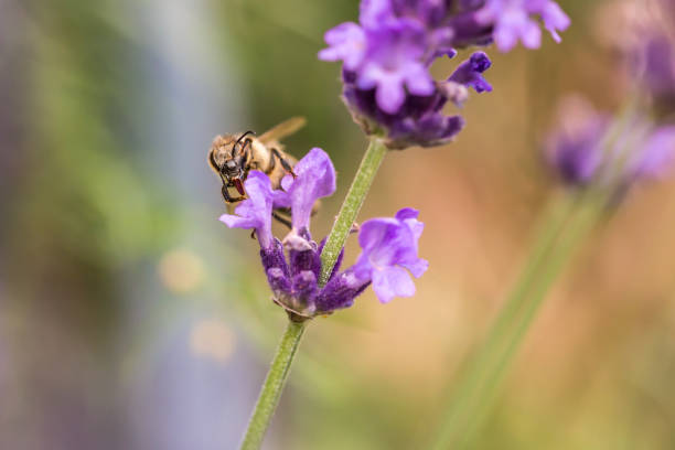 istock Pollination with bee and lavender during sunshine, sunny lavender 1202014227