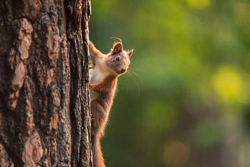 European red squirrel hanging on tree, clean green background, Czech republic