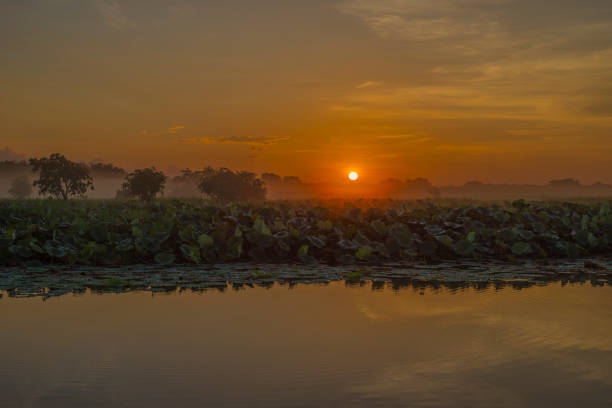 istock Sunrise over lotus flower on a floodplain. 1202014306