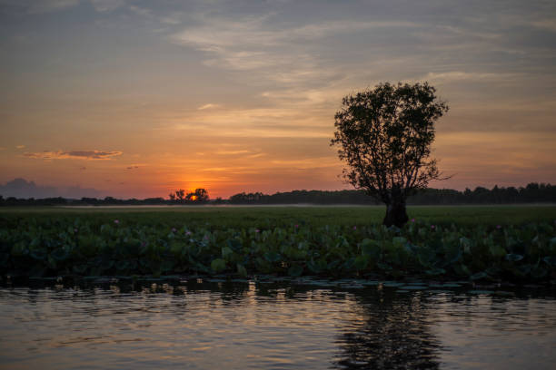 nascer do sol sobre as zonas úmidas corroboree, - kakadu national park australia bird northern territory - fotografias e filmes do acervo