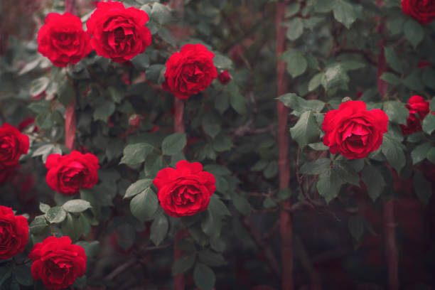 Red rose in garden. Antalya, Turkey