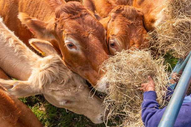 istock Limousin cows feeding on hay 1202016725