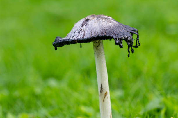 Shaggy Ink Cap (Coprinus comatus fungi) edible mushroom in a grass field in Cornwall, England, UK