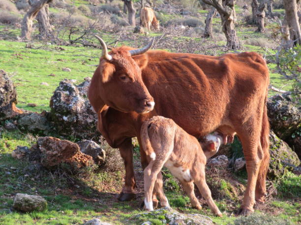 istock a calf drinking milk from his mother 1202017948