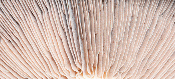 istock Portobello Mushroom Close-Up 1202018162