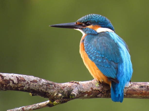 le martin-pêcheur commun (alcedo atthis) l'oiseau européen de martin-pêcheur se ferment vers le haut de la photo avec le fond normal - martin pêcheur photos et images de collection