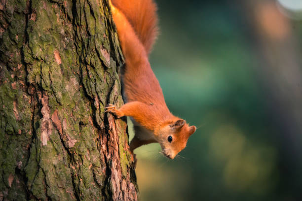 istock Squirrel in autumn forest scene. Autumn forest squirrel. Squirrel in autumn forest scene. Squirrel in autumn nature 1202018383