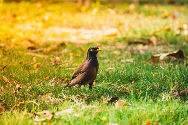 A close up picture of common Indian Myna bird sitting on green grass in the morning