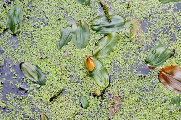 l’herbe à étang sur la surface de l’eau - duckweed photos et images de collection