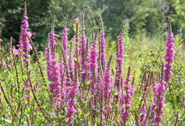 lythrum salicaria ou loosestrife violet - purple loosestrife photos et images de collection