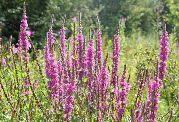 Lythrum salicaria or purple loosestrife cluster of purple loosestrife wildflower growing in meadow lythrum salicaria purple loosestrife stock pictures, royalty-free photos & images