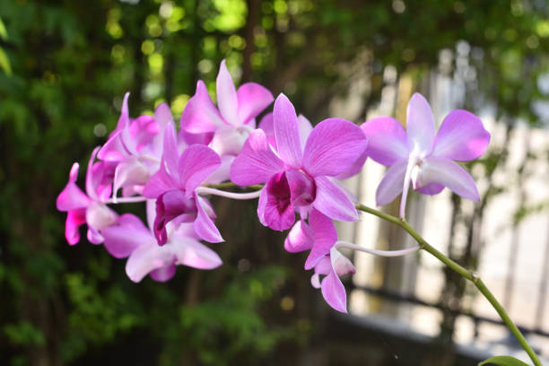 istock Orchid flower in garden 1202021974