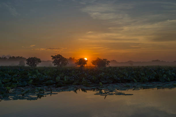 istock Sunrise over lotus flower on a floodplain. 1202022666