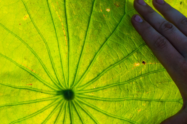 Lotus lily leaf on corroboree wetlands,Darwin, Northern Territory, Australia.