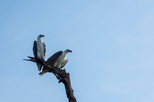 águia marinha de barriga branca em poleiro alto visto em corroboree. - kakadu national park australia bird northern territory - fotografias e filmes do acervo