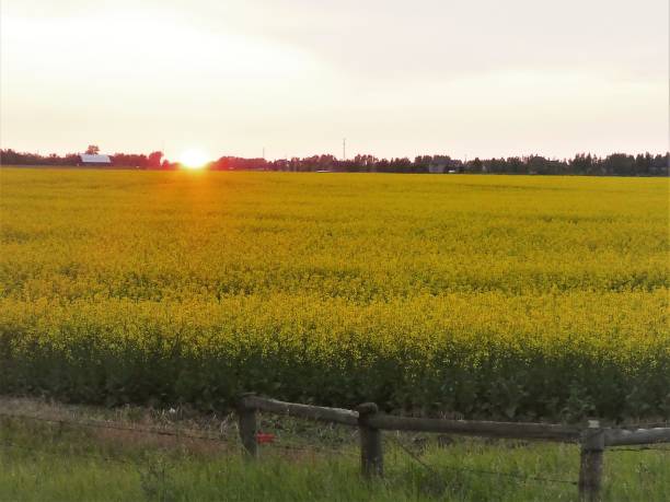 istock Canola Field in Bloom With the Sun Setting in the Background 1202024036