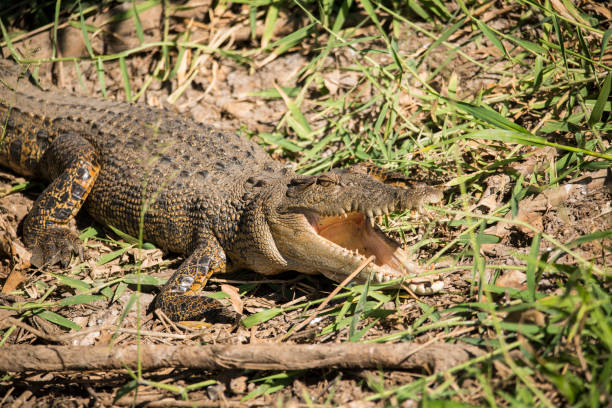 saltwater crocodile in corroboree wetlands. - australian saltwater crocodile kakadu national park northern territory crocodile imagens e fotografias de stock