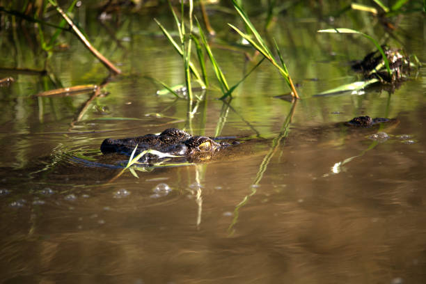 Saltwater crocodile in Corroboree wetlands, Darwin, Northern Territory, Australia. Just head of the crocodile showing.