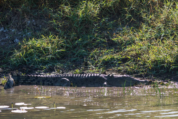 istock Saltwater crocodile in Corroboree wetlands. 1202024059