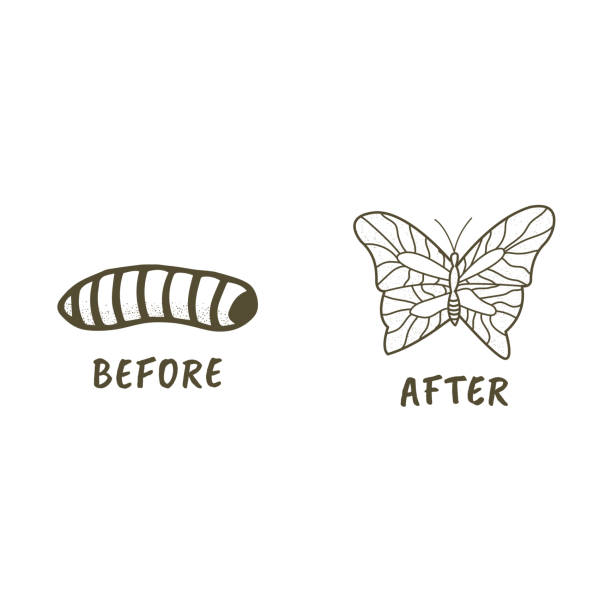 ilustrações de stock, clip art, desenhos animados e ícones de larva and butterfly hand drawn style - inchworm