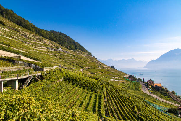 istock Vineyard of Lavaux, between lake and mountains 1202027482
