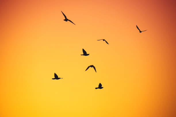 istock Flying seagulls over the sea on sunrise 1202027557
