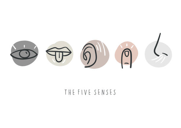 рука обращается простые иконки, представляющие пять чувств. нарисованные вручную каракули. - sensory perception stock illustrations