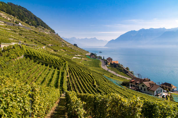 istock Vineyard of Lavaux, between lake and mountains 1202027647