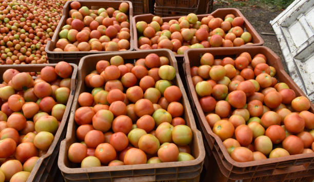 istock Fresh harvested tomatoes from organic food. 1202027729