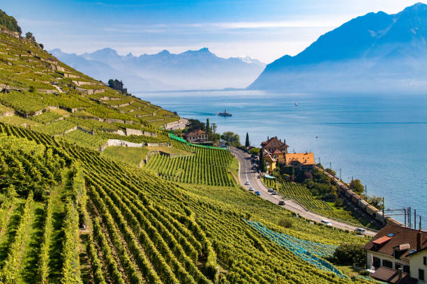 istock Vineyard of Lavaux, between lake and mountains 1202027736