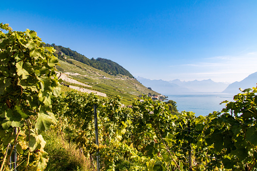 Vineyard of Lavaux, between lake and mountains
