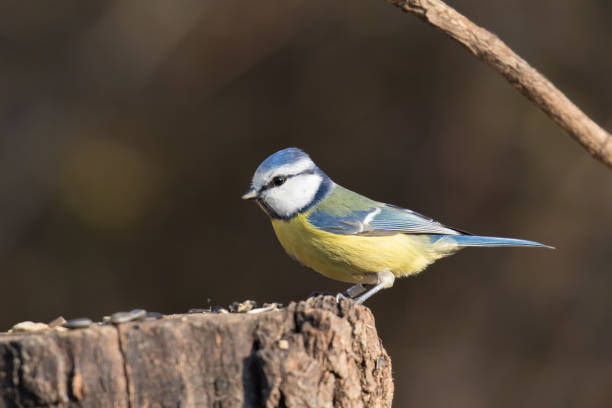 istock Eurasian blue tit posing on a trunk 1202028060